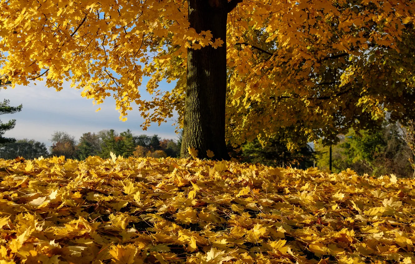 Фото обои осень, листья, дерево, опавшая листва