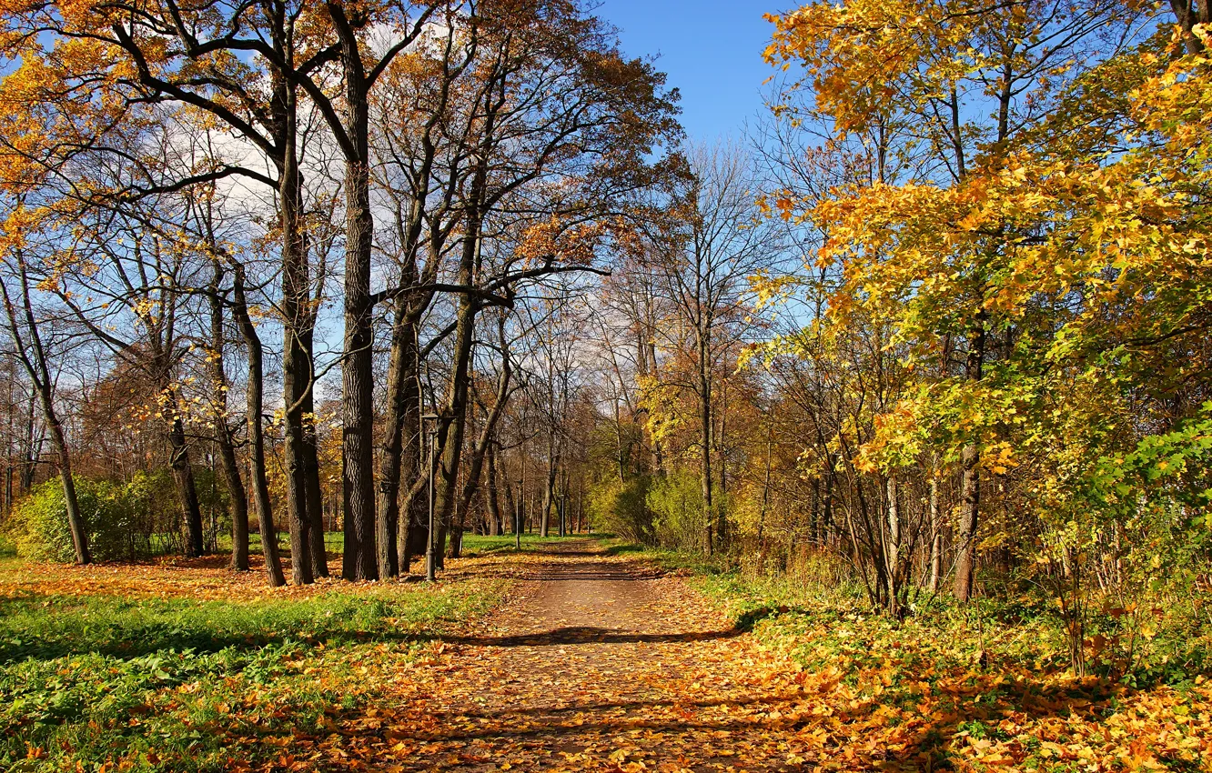 Фото обои дорога, осень, лес, листья, деревья, листва, желтые, дорожка