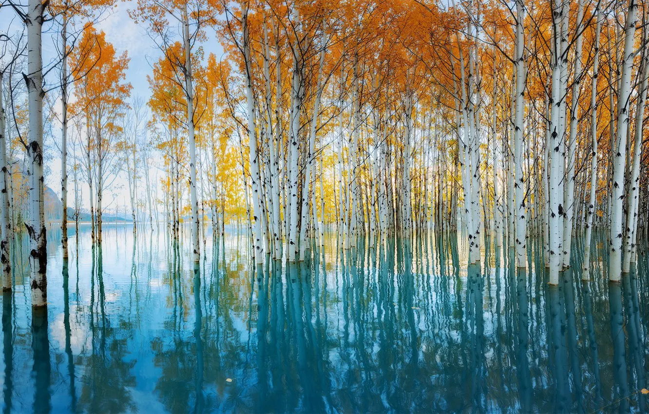 Фото обои осень, вода, деревья, отражение, водоем, краски осени, осины