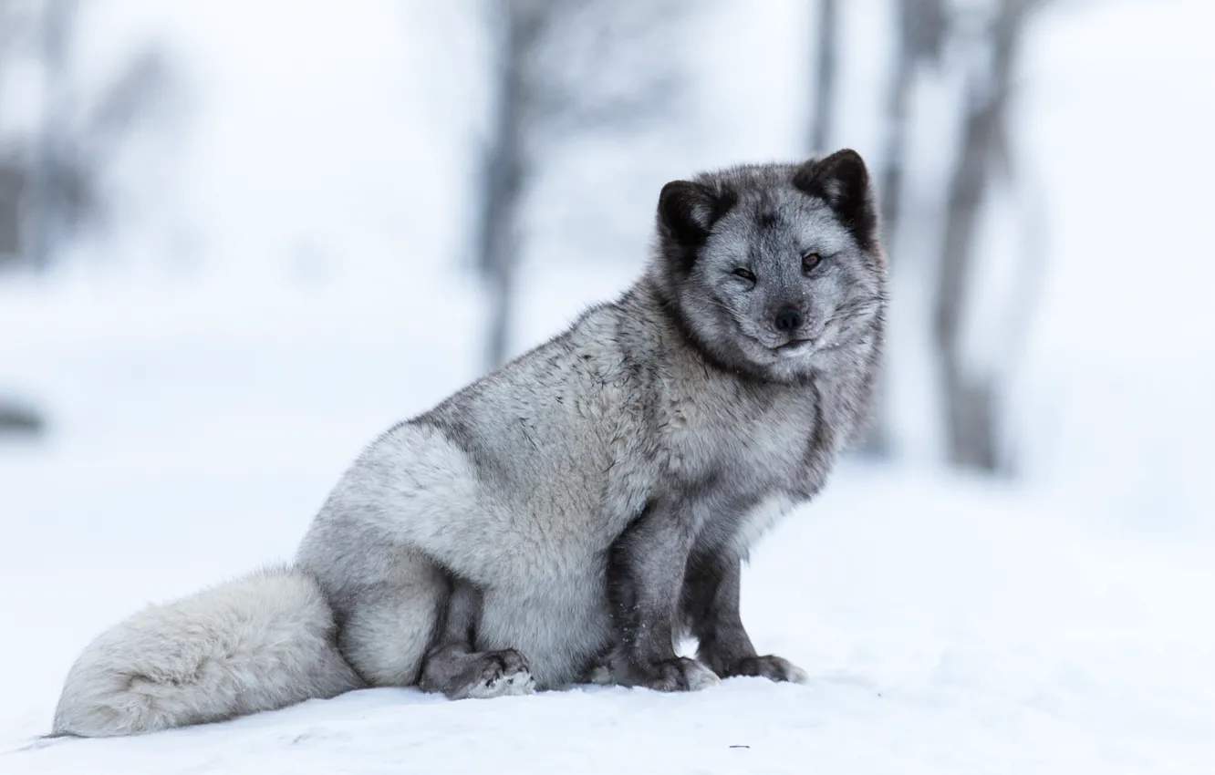 Фото обои зима, лес, снег, деревья, поза, серый, фон, светлый