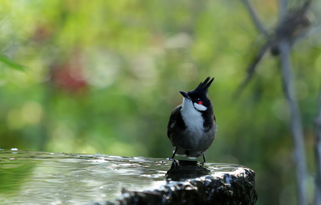Фото обои вода, птица, камень, черная, хохолок
