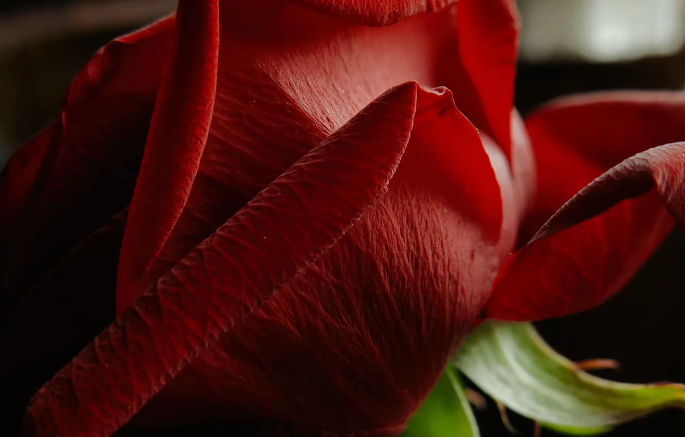 Фото обои макро, лепестки, Flower, Red rose, Красная роза