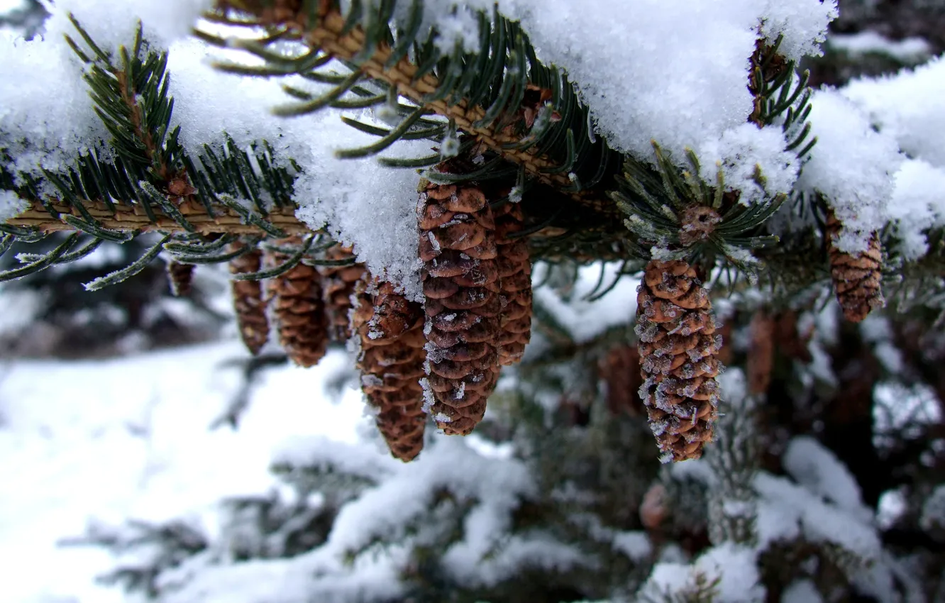 Фото обои зима, снег, елка, шишки