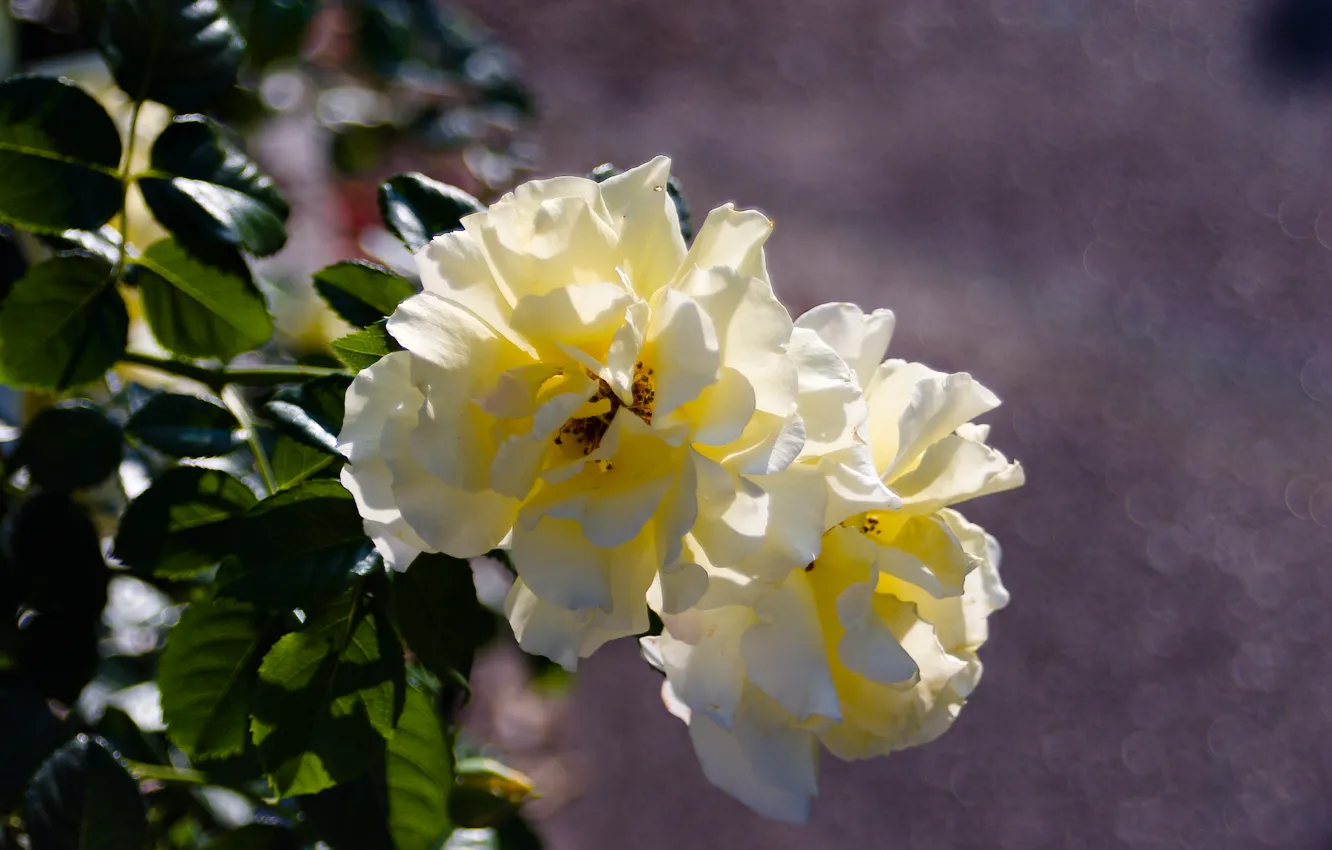 Фото обои белый, фото, роза, розы, Цветок, белая