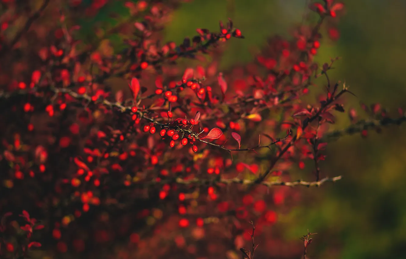 Фото обои Красный, Природа, Осень, Растение, Сад, Спелый, Red, Nature
