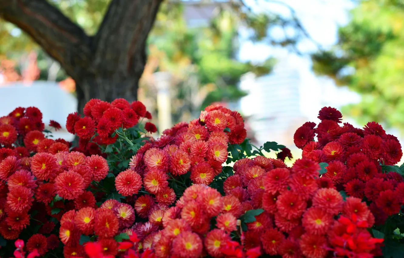 Фото обои природа, красные, хризантемы