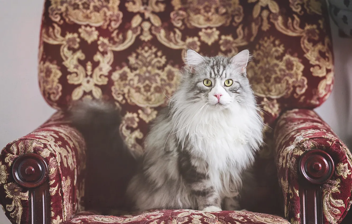 Фото обои кошка, кот, взгляд, поза, котенок, серый, красное, узор