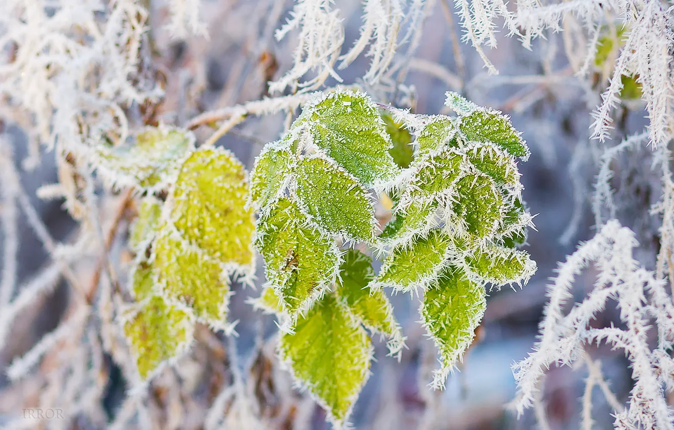 Фото обои листья, снег, ветка, мороз, изморозь