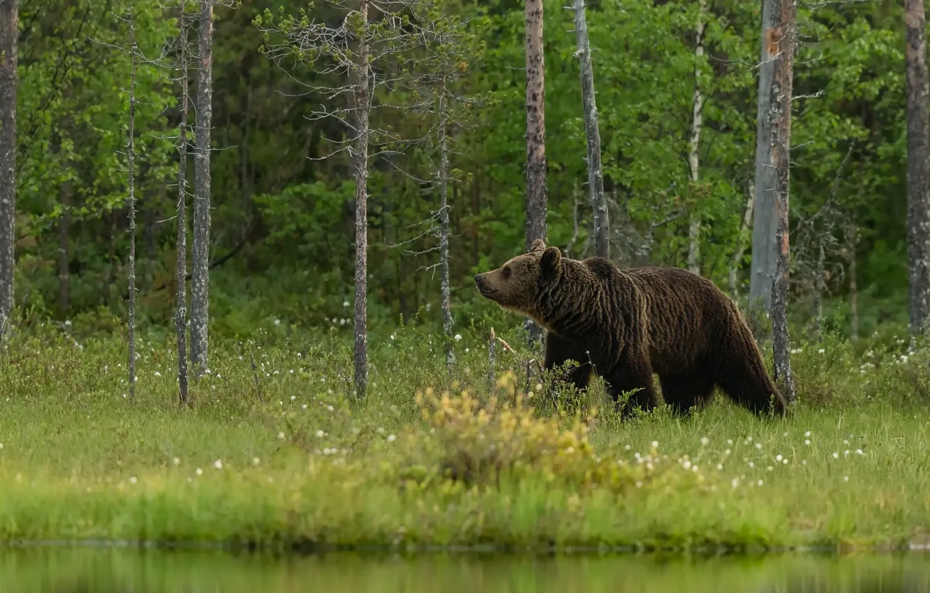 Фото обои зелень, лес, лето, деревья, природа, берег, медведь, прогулка