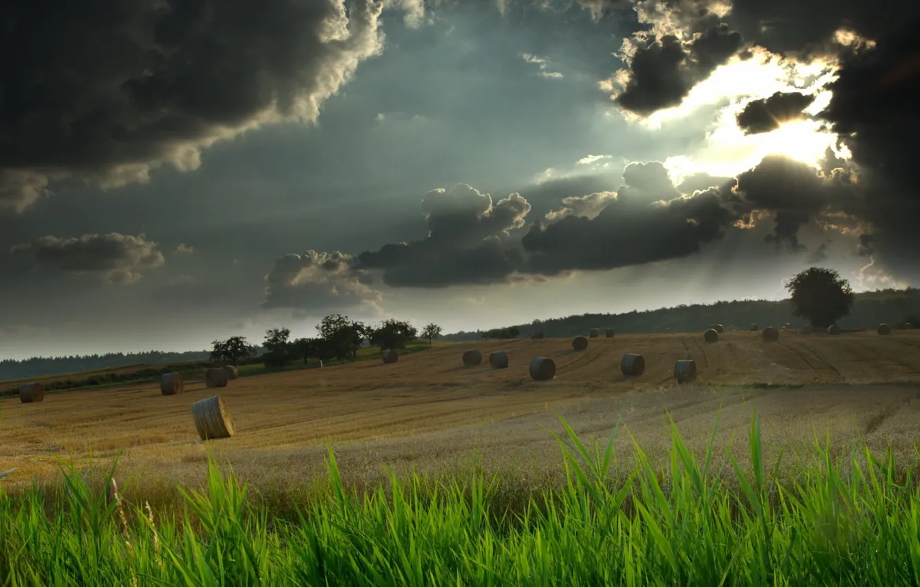 Фото обои поле, небо, трава, свет