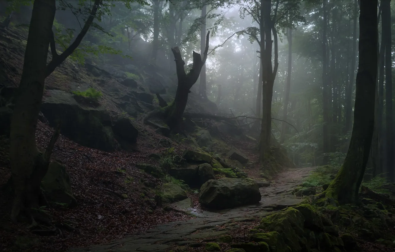 Фото обои лес, деревья, природа, камни, мох, Германия, тропинка, Саксонская Швейцария