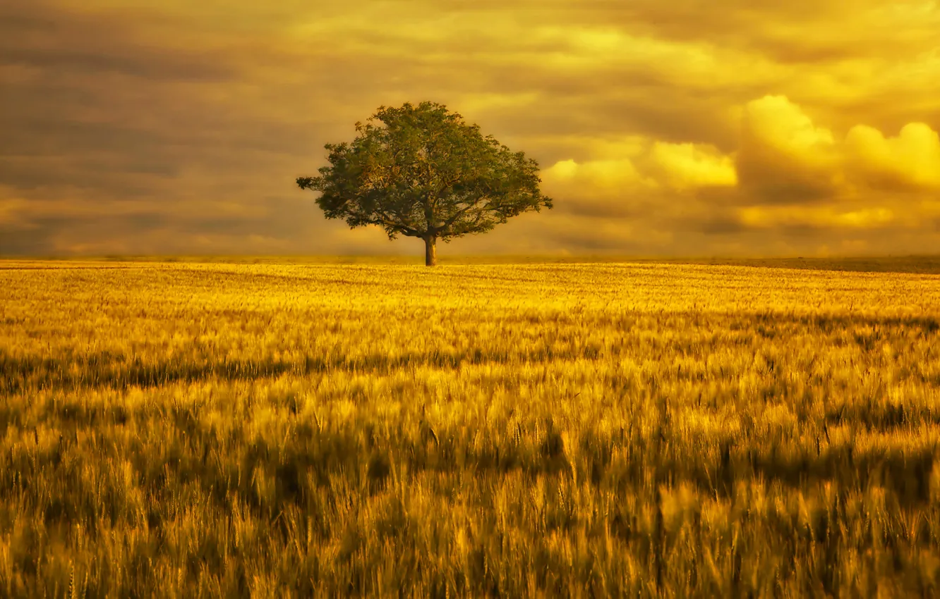 Фото обои поле, небо, золото, дерево