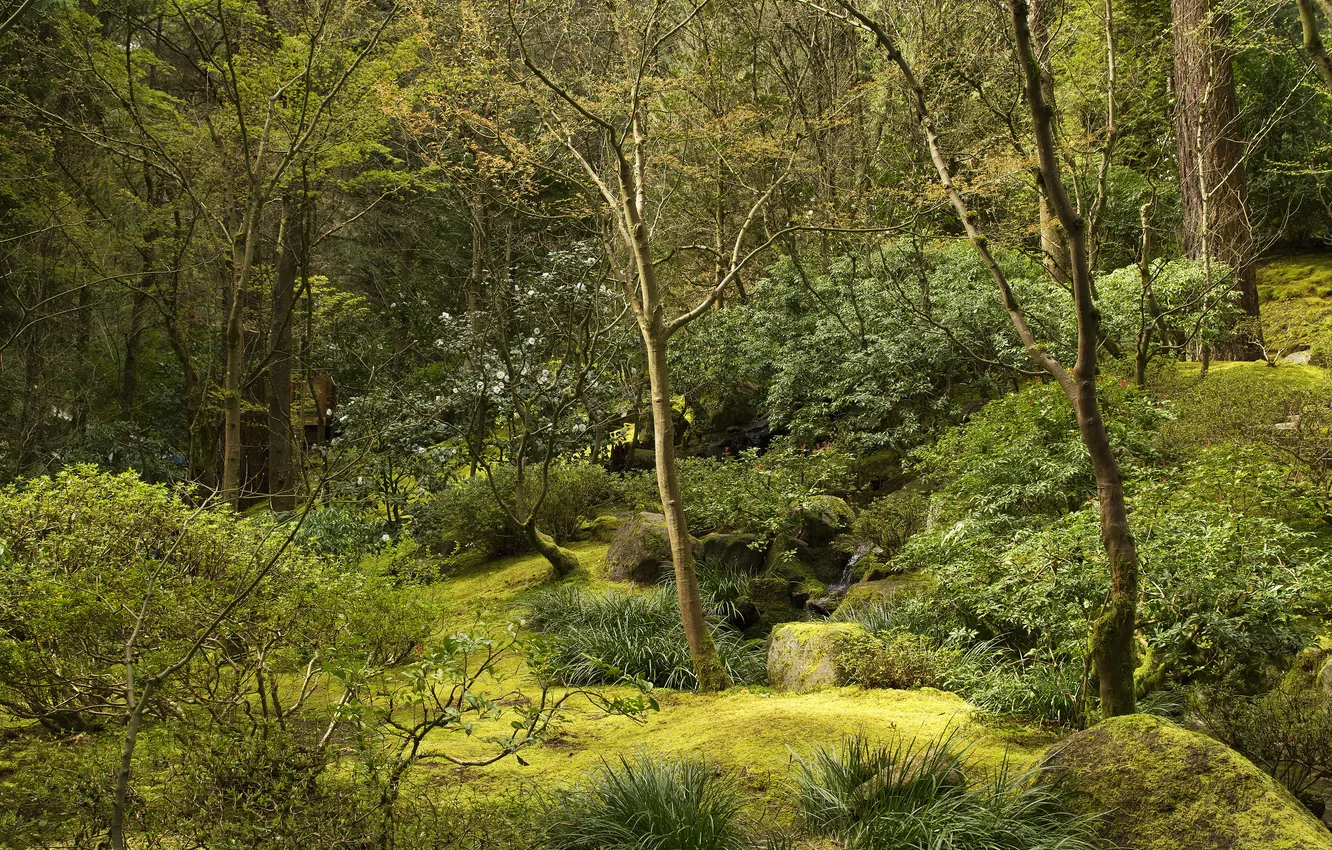 Фото обои зелень, деревья, ручей, камни, сад, США, кусты, Oregon