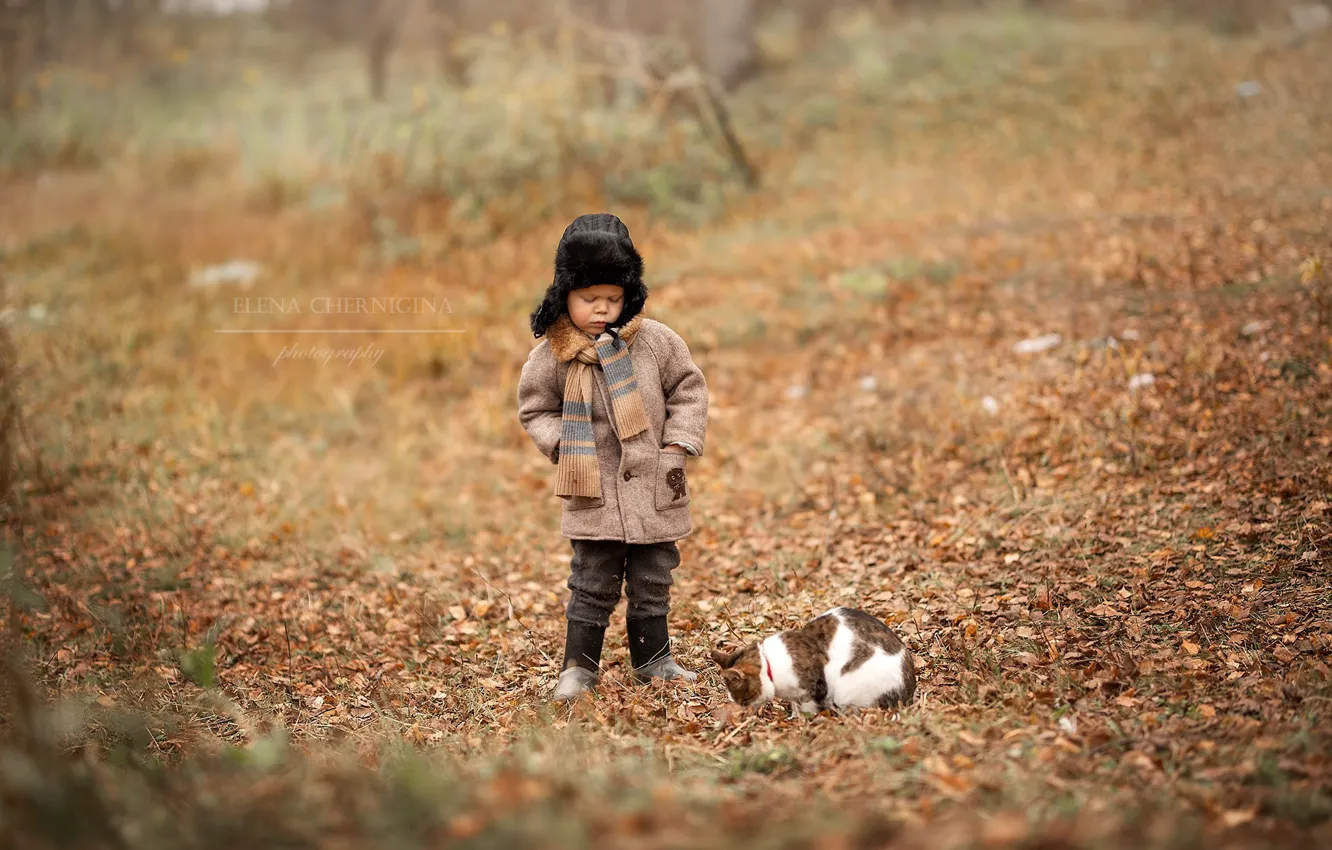 Фото обои кошка, кот, поляна, мальчик, Елена Чернигина