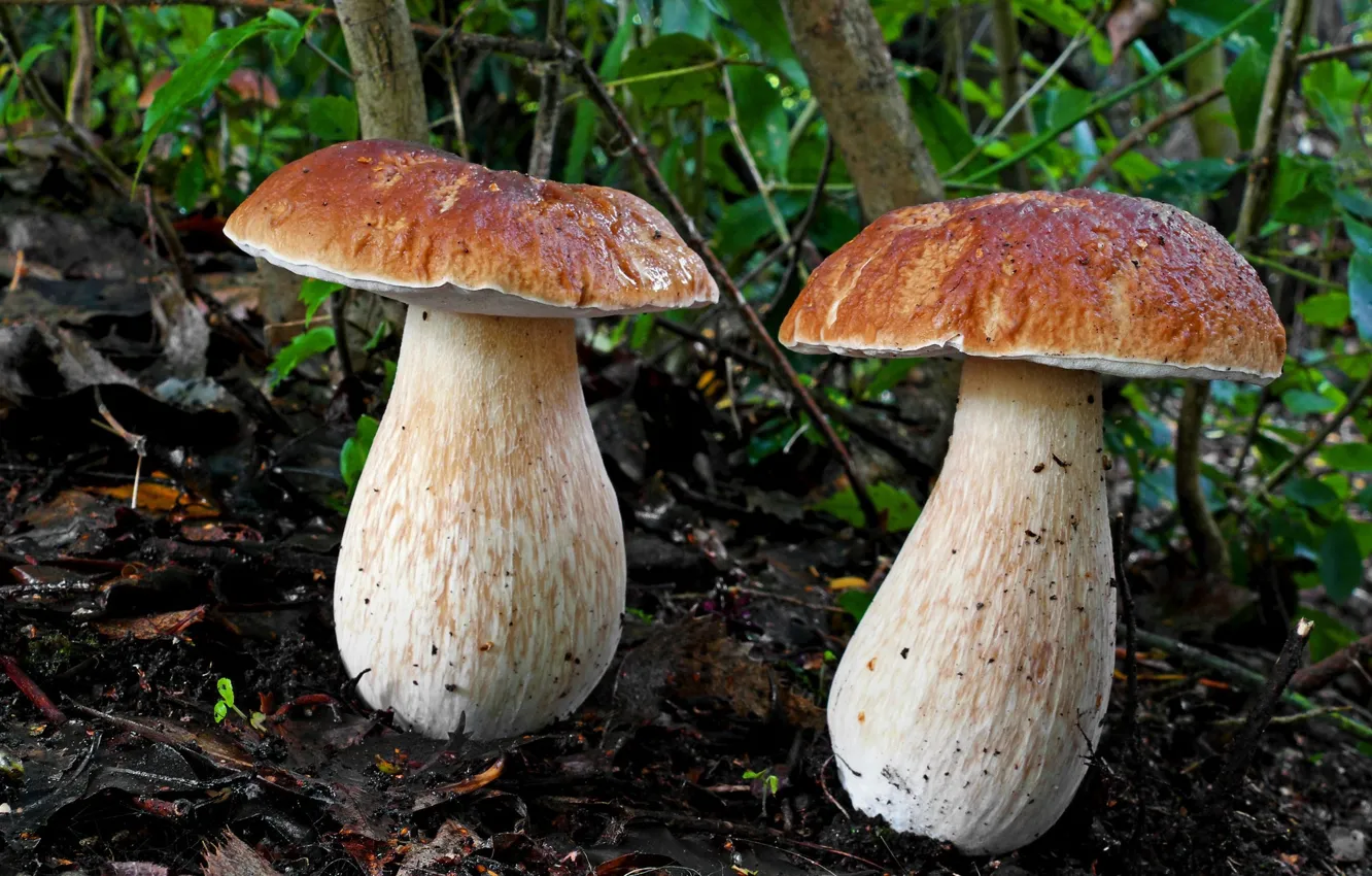 Фото обои грибы, шляпки, парочка