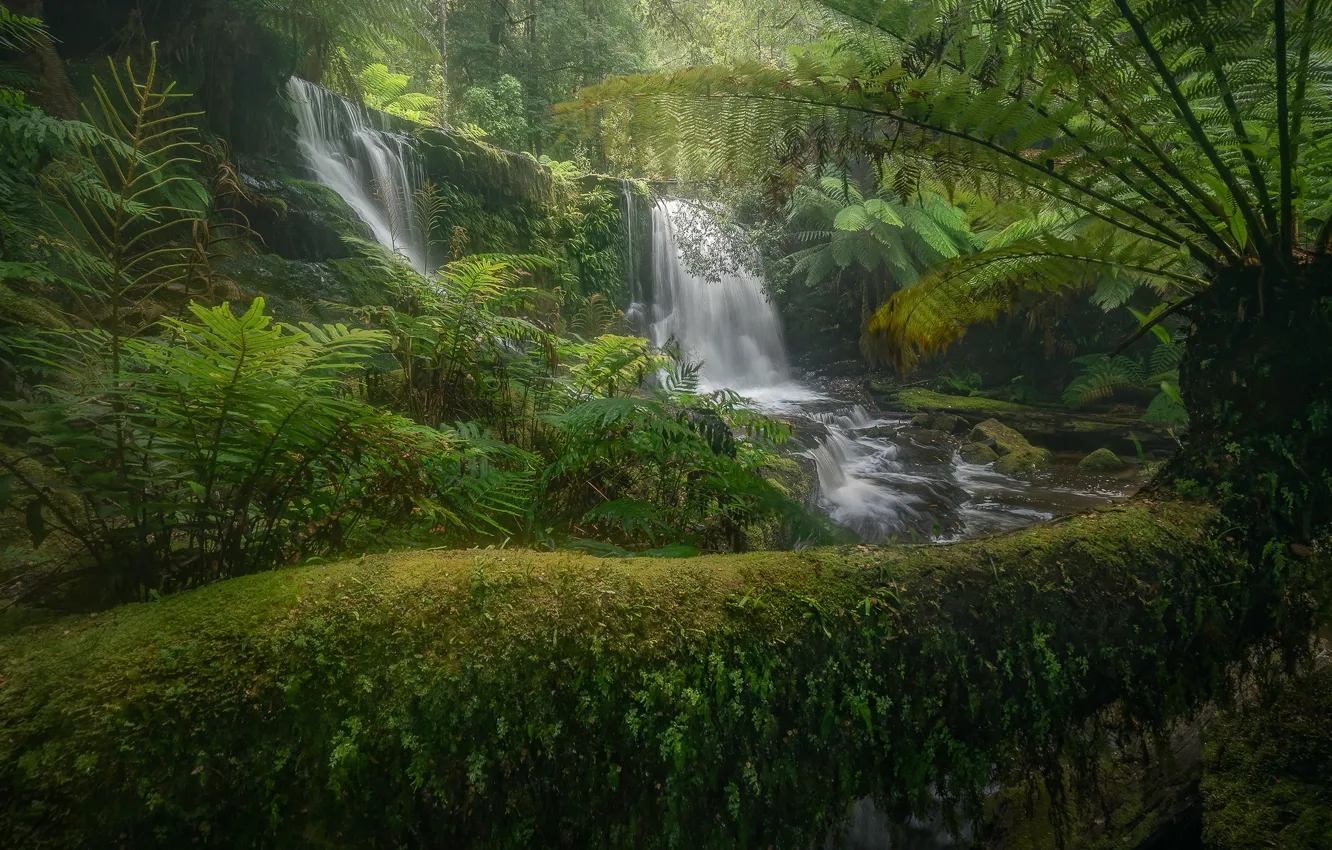 Фото обои лес, мох, Австралия, водопады, папоротник, Australia, Tasmania, Тасмания