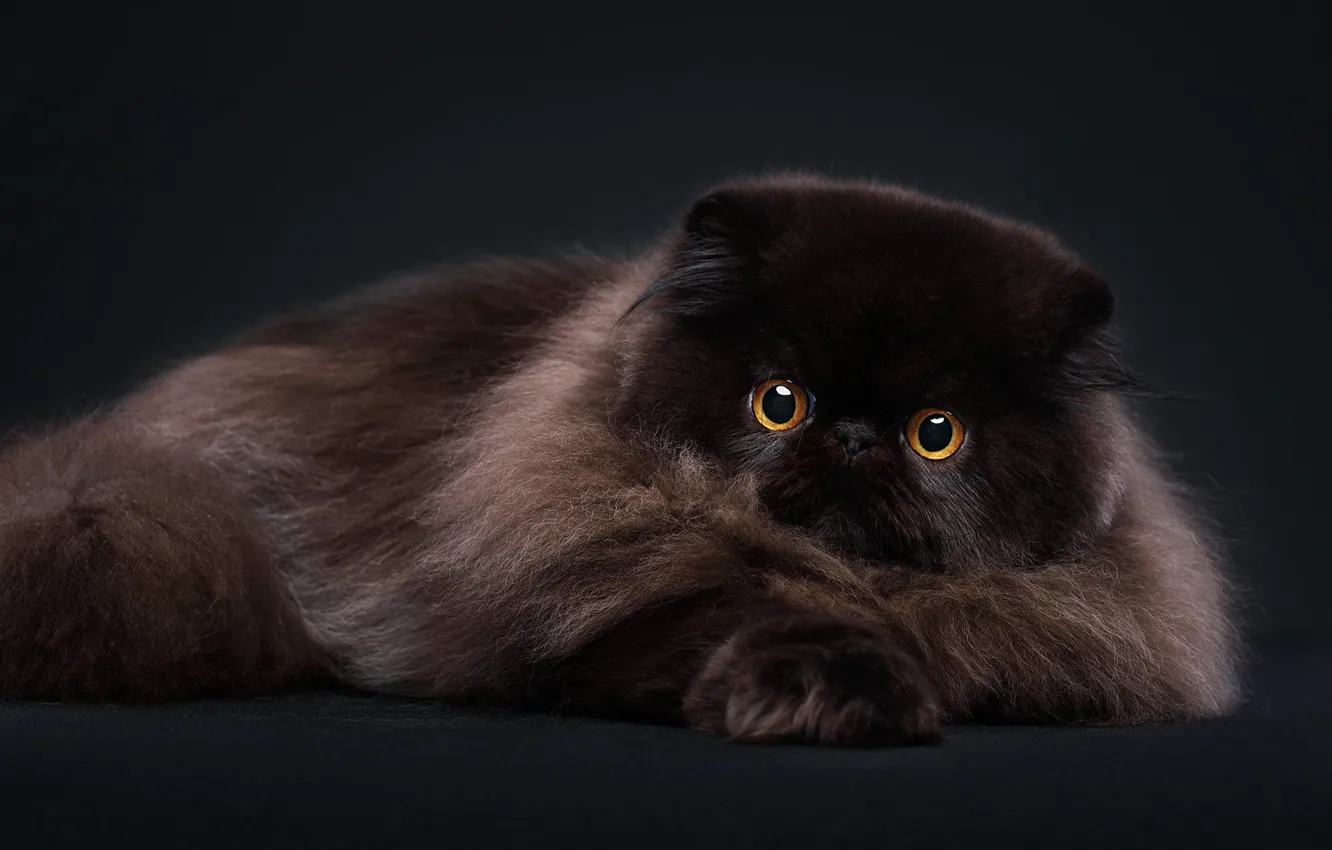 Фото обои кошка, кот, взгляд, поза, темный фон, черный, портрет, пушистый