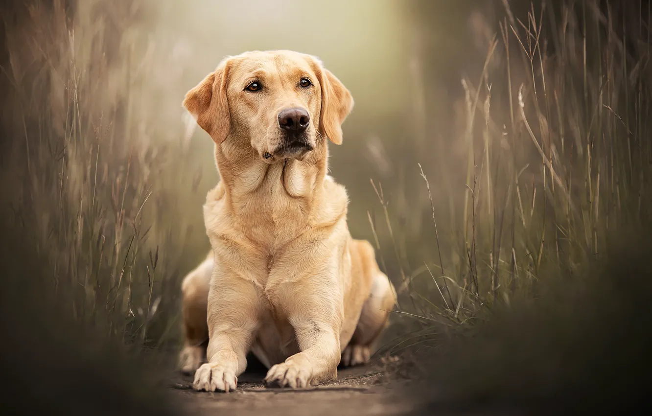 Фото обои трава, портрет, собака, Лабрадор-ретривер