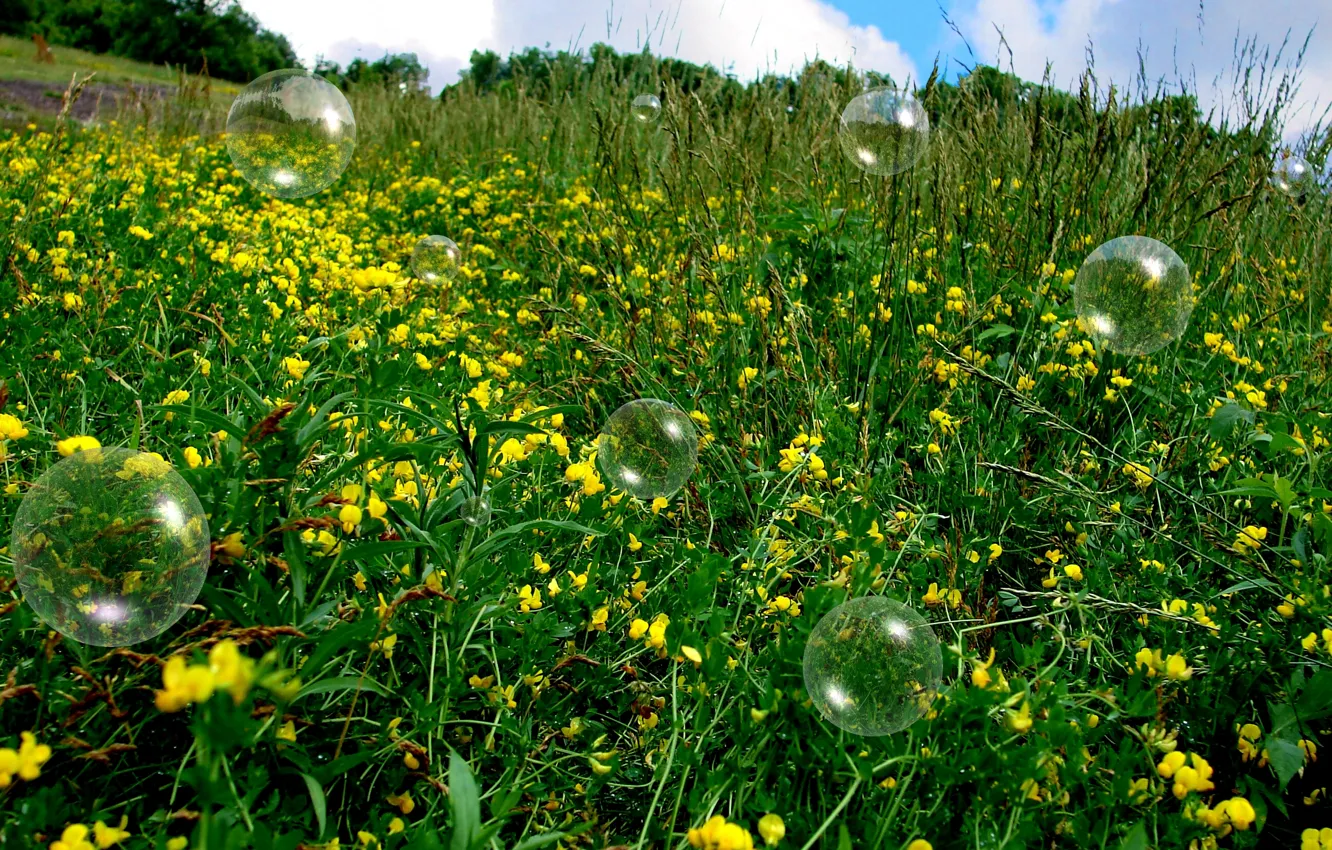 Фото обои поле, лето, трава, Пузыри, summer, bubbles, grass, цветочки