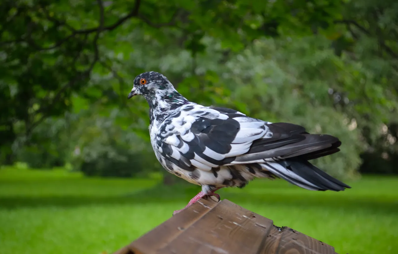 Фото обои птица, голуби, сизарь