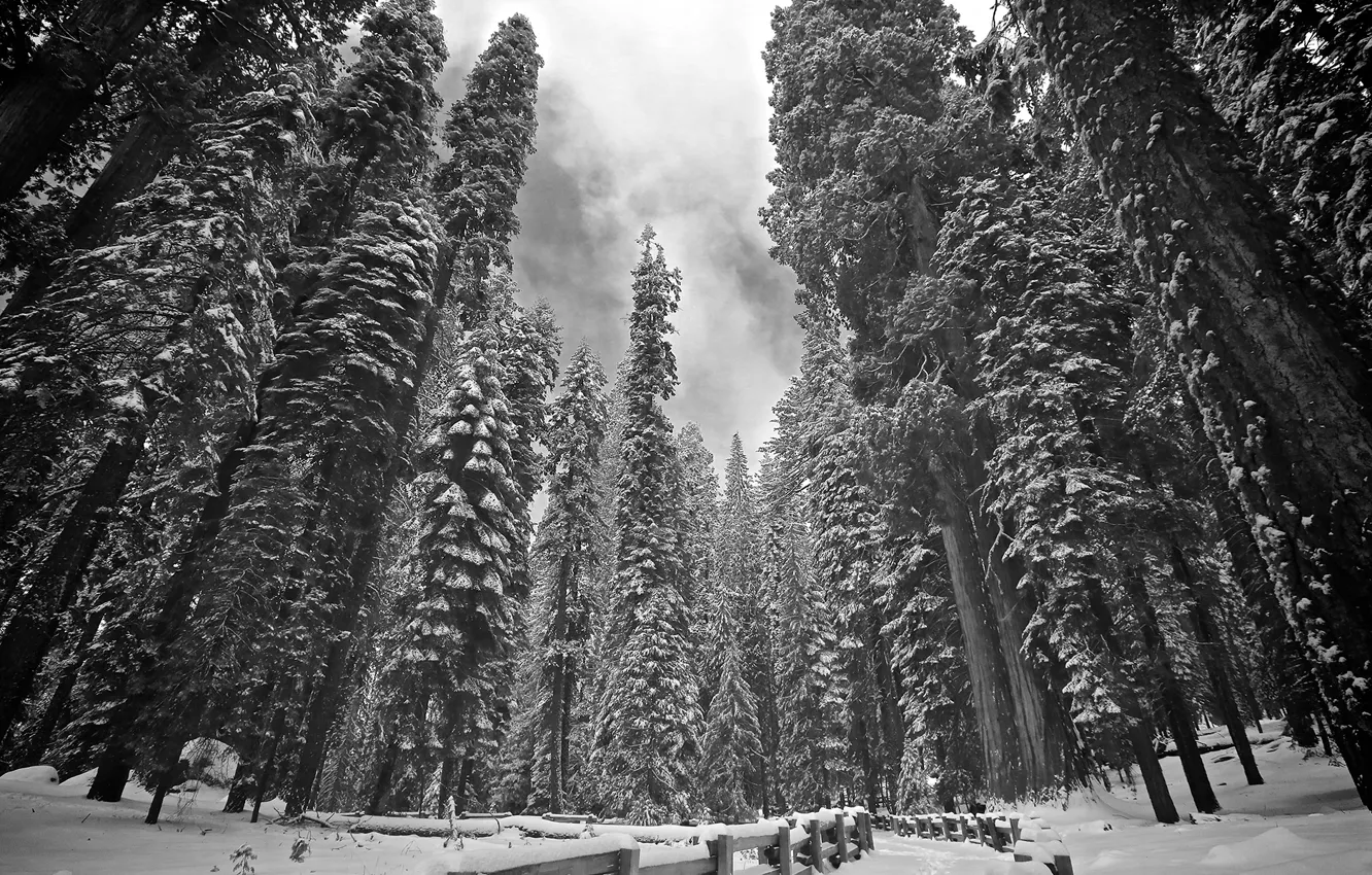 Фото обои forest, winter, snow, tree, sequoia, redwood