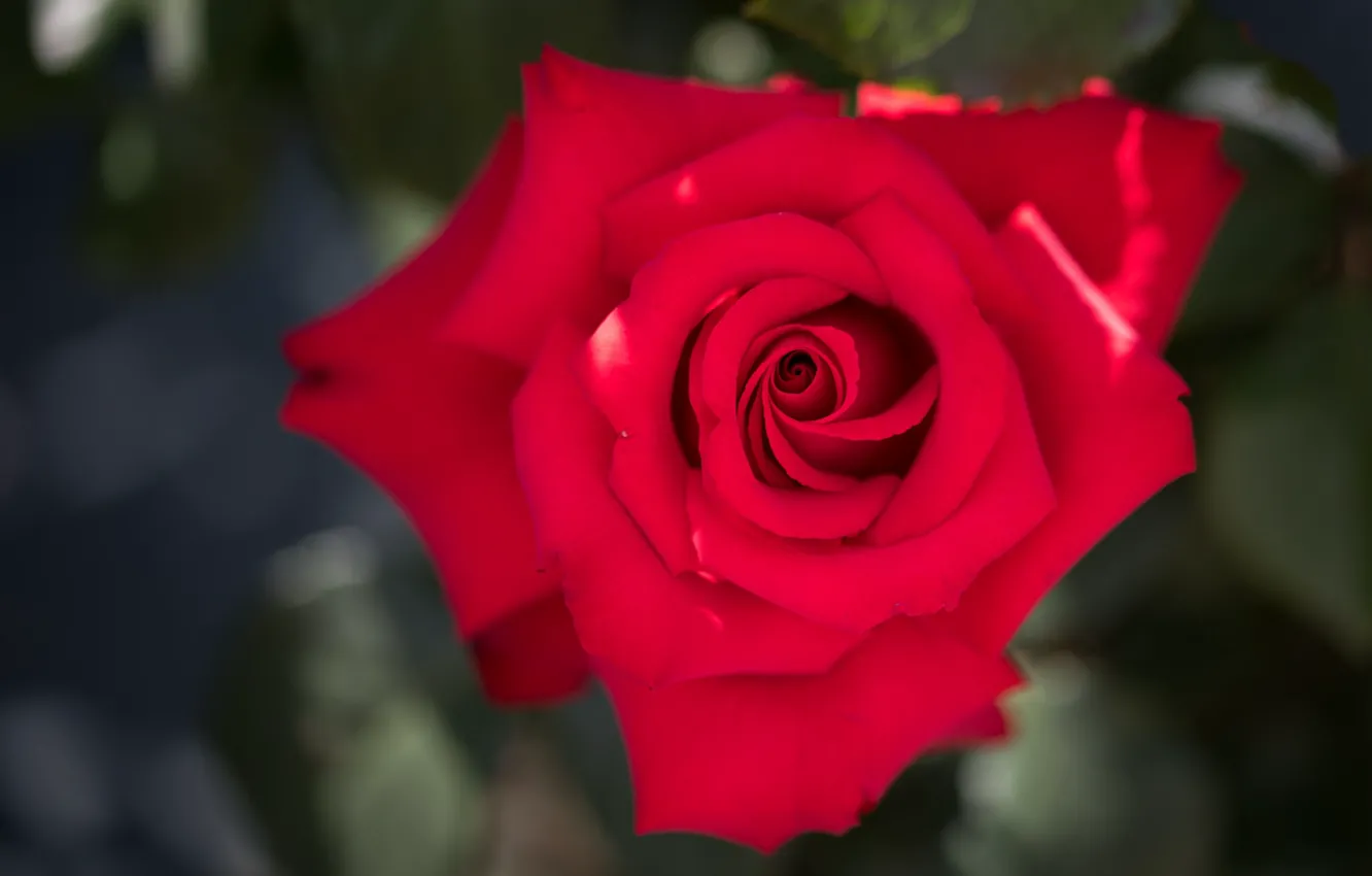 Фото обои листья, цветы, красный, фон, яркие, розы, бутоны, алая