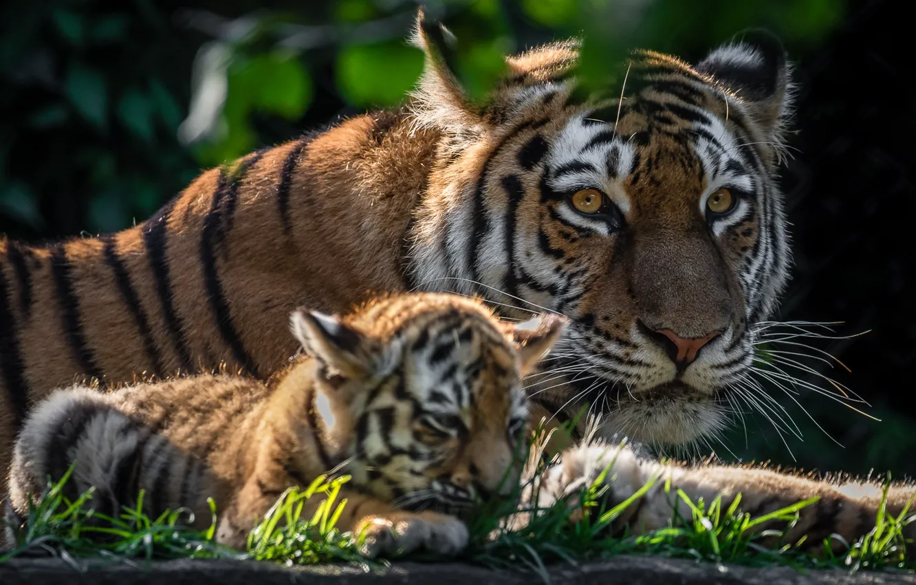 Фото обои детёныш, котёнок, тигры, тигрёнок