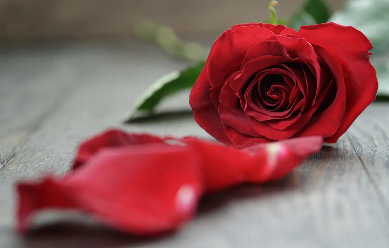 Фото обои цветок, роза, розы, лепестки, бутон, red, rose, красная