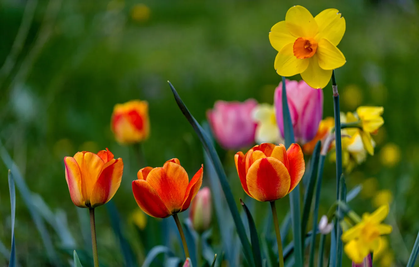 Фото обои цветы, весна, тюльпаны, нарциссы