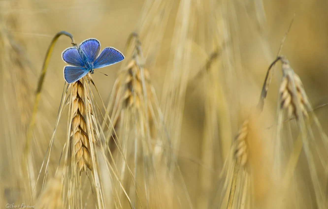 Фото обои поле, бабочка, цвет, колос