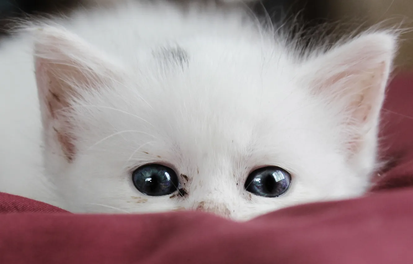 Фото обои белый, кот, котенок, прячется