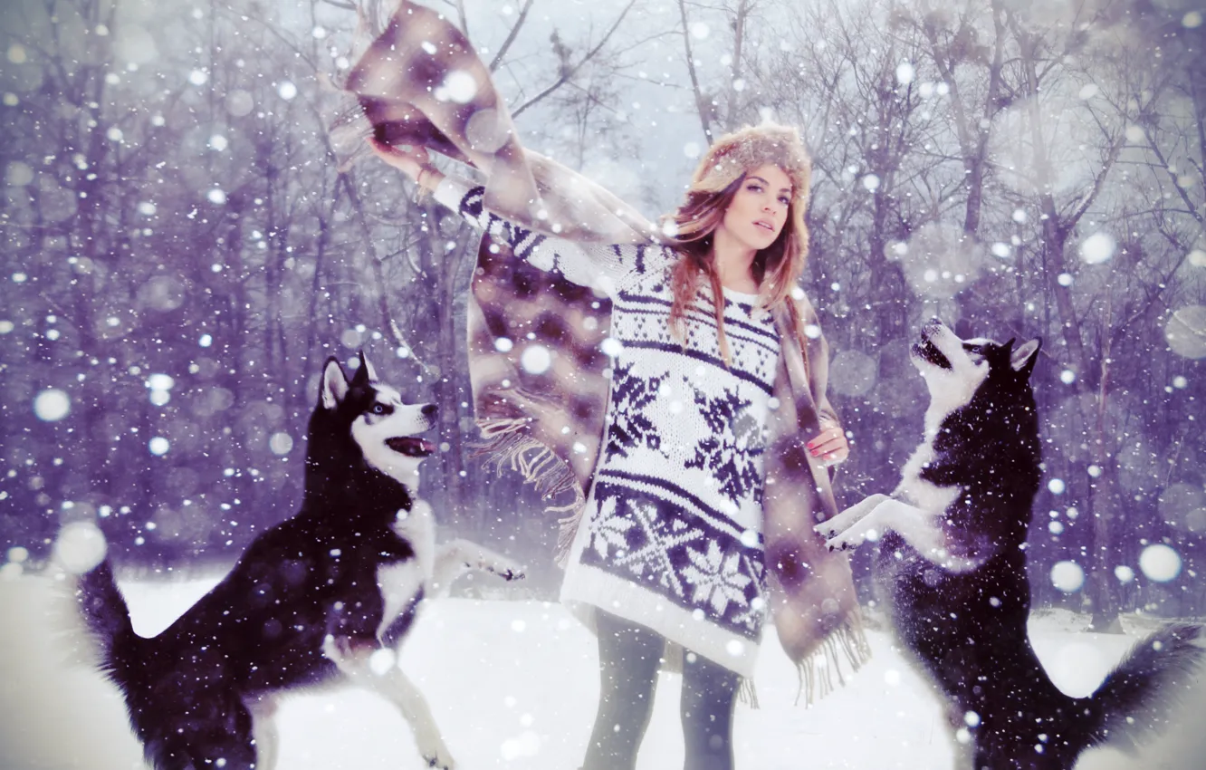 Фото обои лес, собаки, девушка, снег, шапка, лайки, свитер