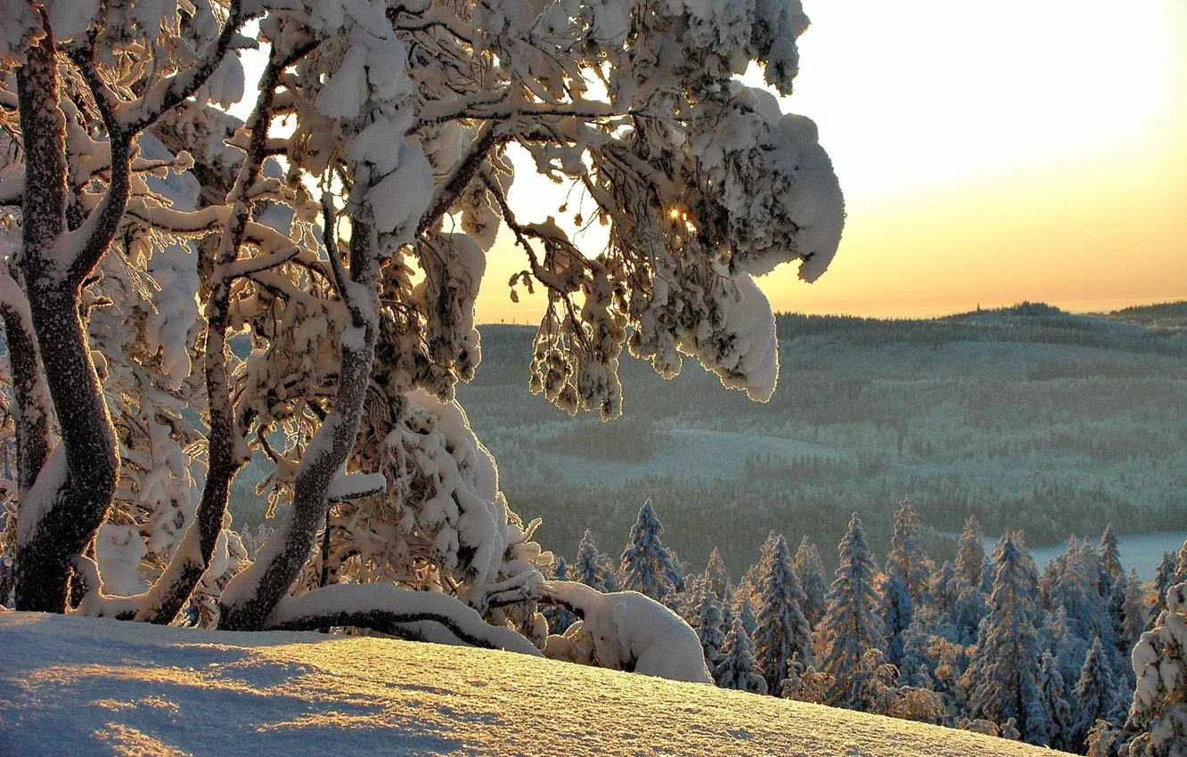 Фото обои зима, снег, деревья, природа, ели, Hannu Koskela