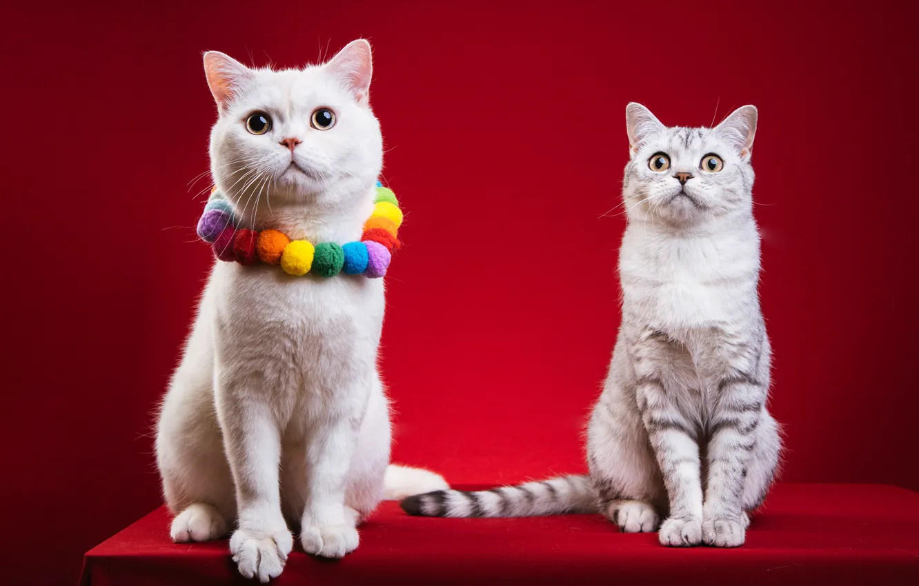 Фото обои кошка, кот, кошки, две, пара, бусы, белая, украшение