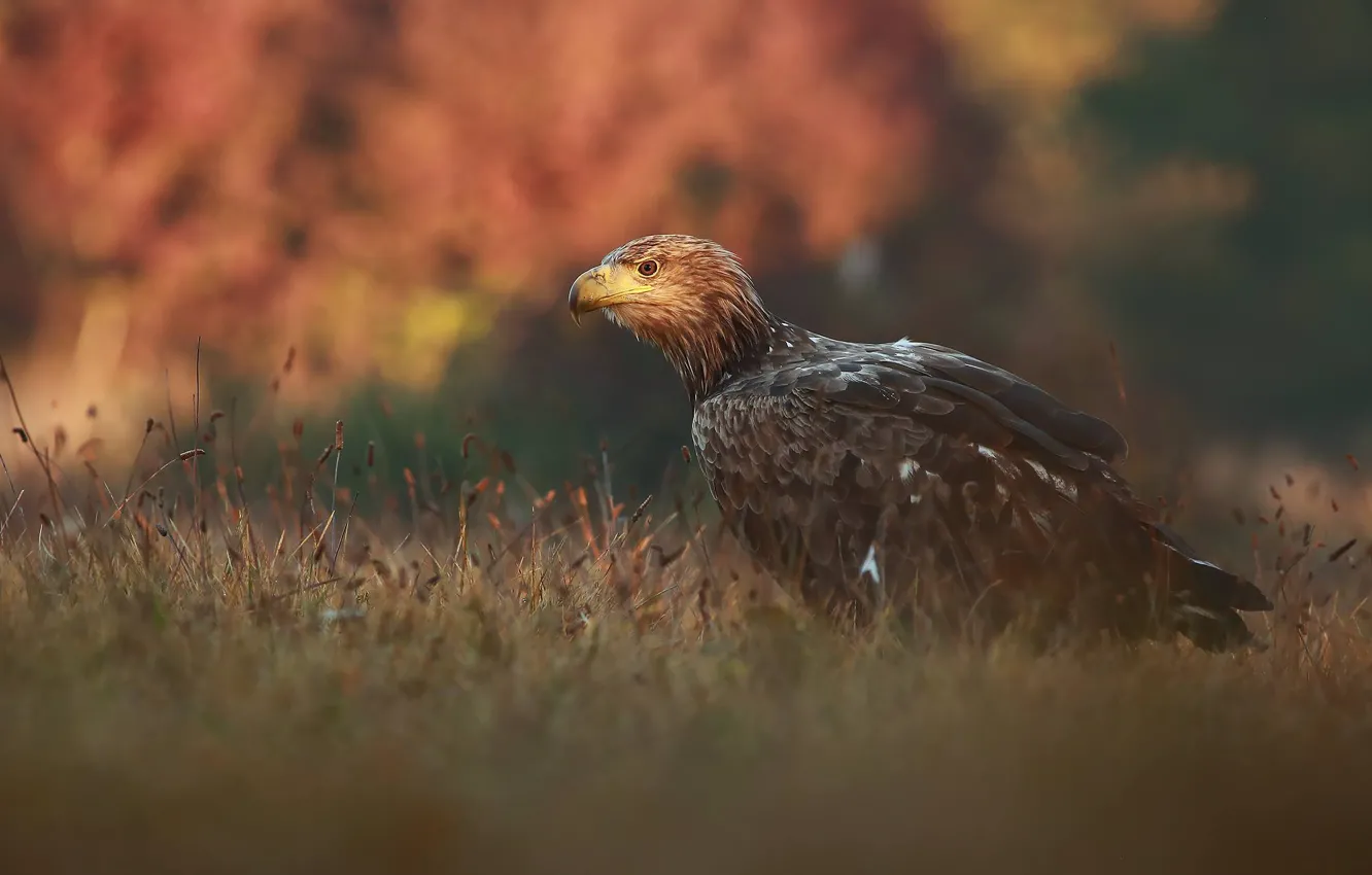 Фото обои осень, трава, природа, птица, хищник, сокол, Łukasz Sokół