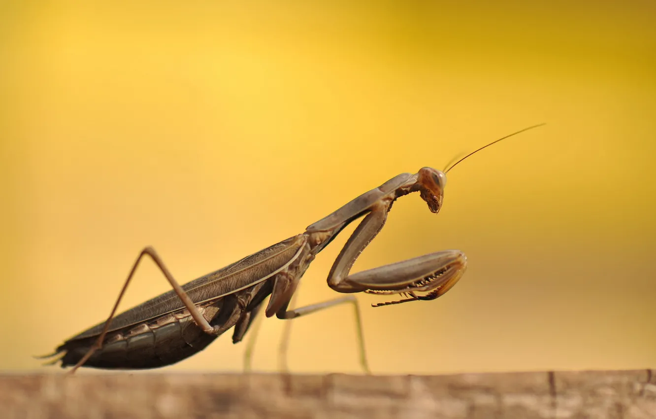 Фото обои макро, жук, Mantis