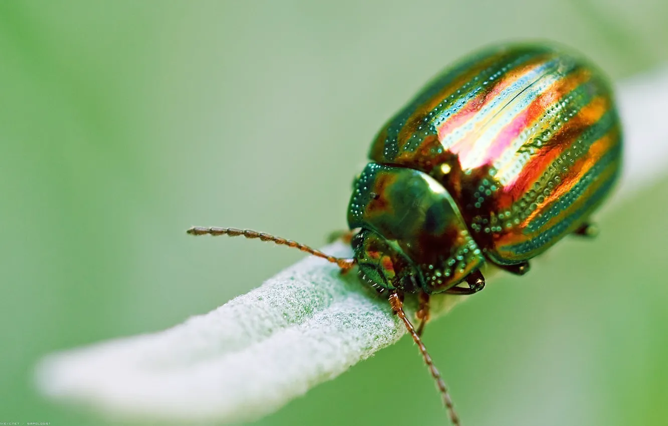 Фото обои макро, зеленый, жук, насекомое, золотистый