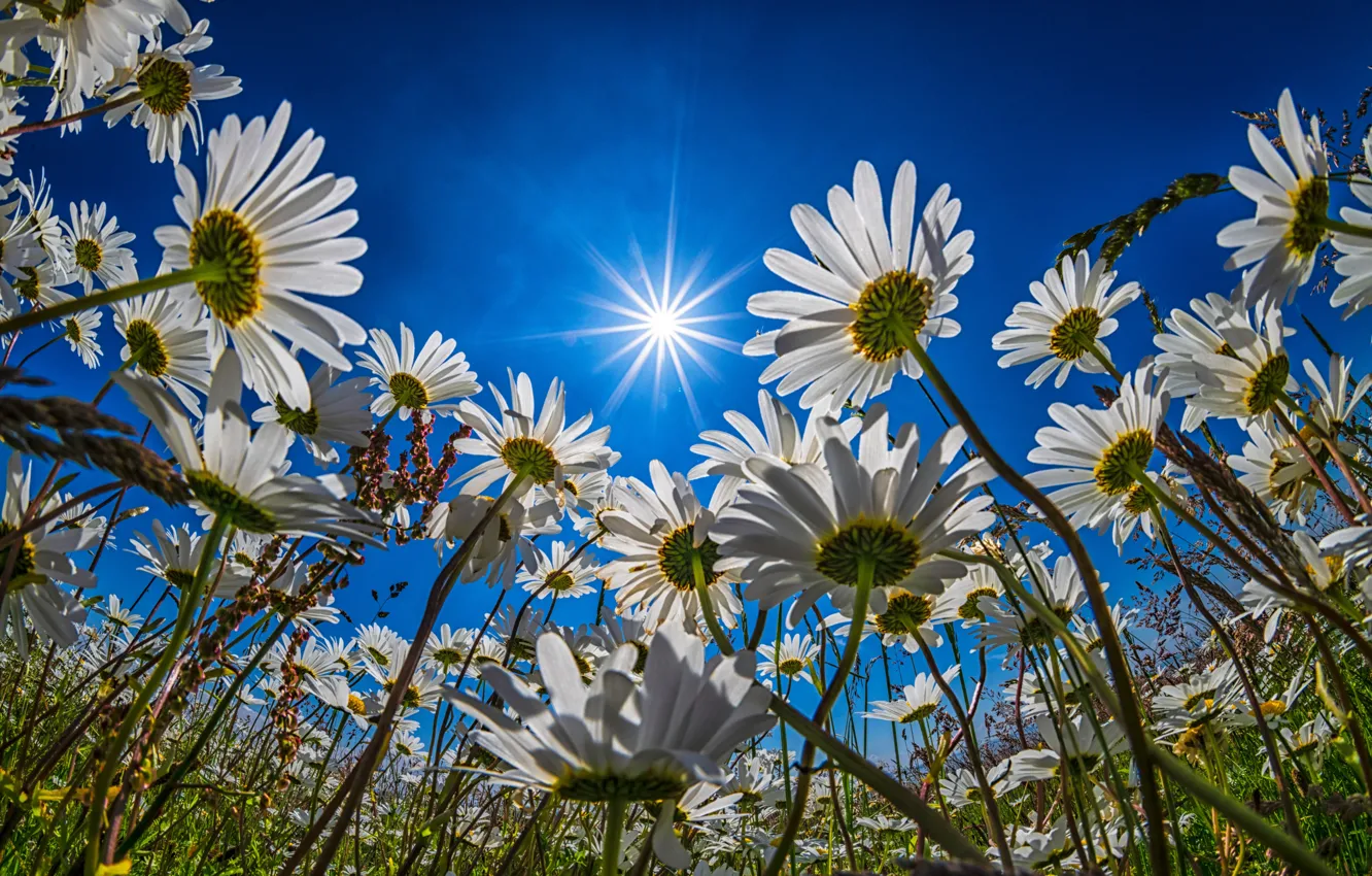 Фото обои небо, солнце, цветы, ромашки