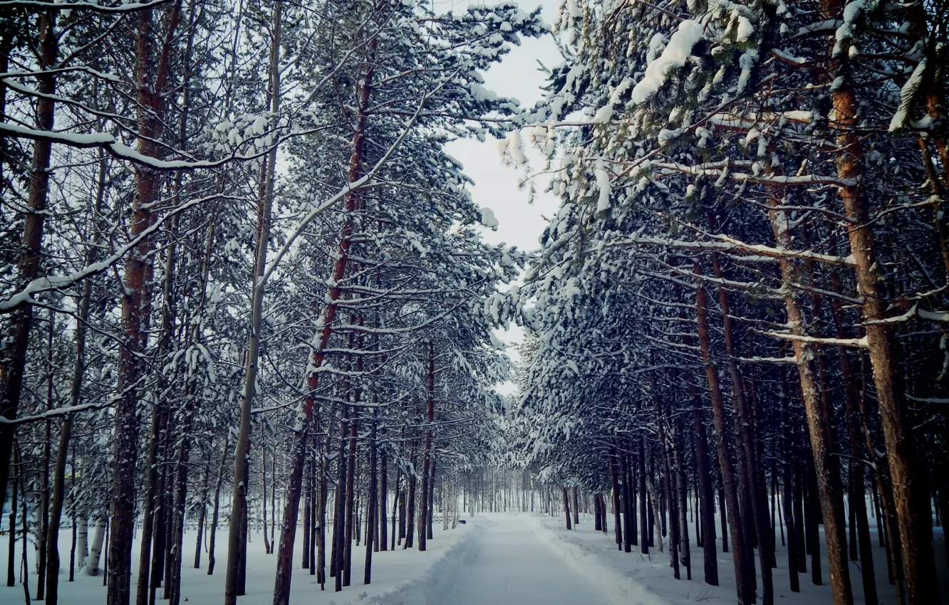 Фото обои зима, осень, снег, деревья, любовь, пейзаж, снежинки, природа
