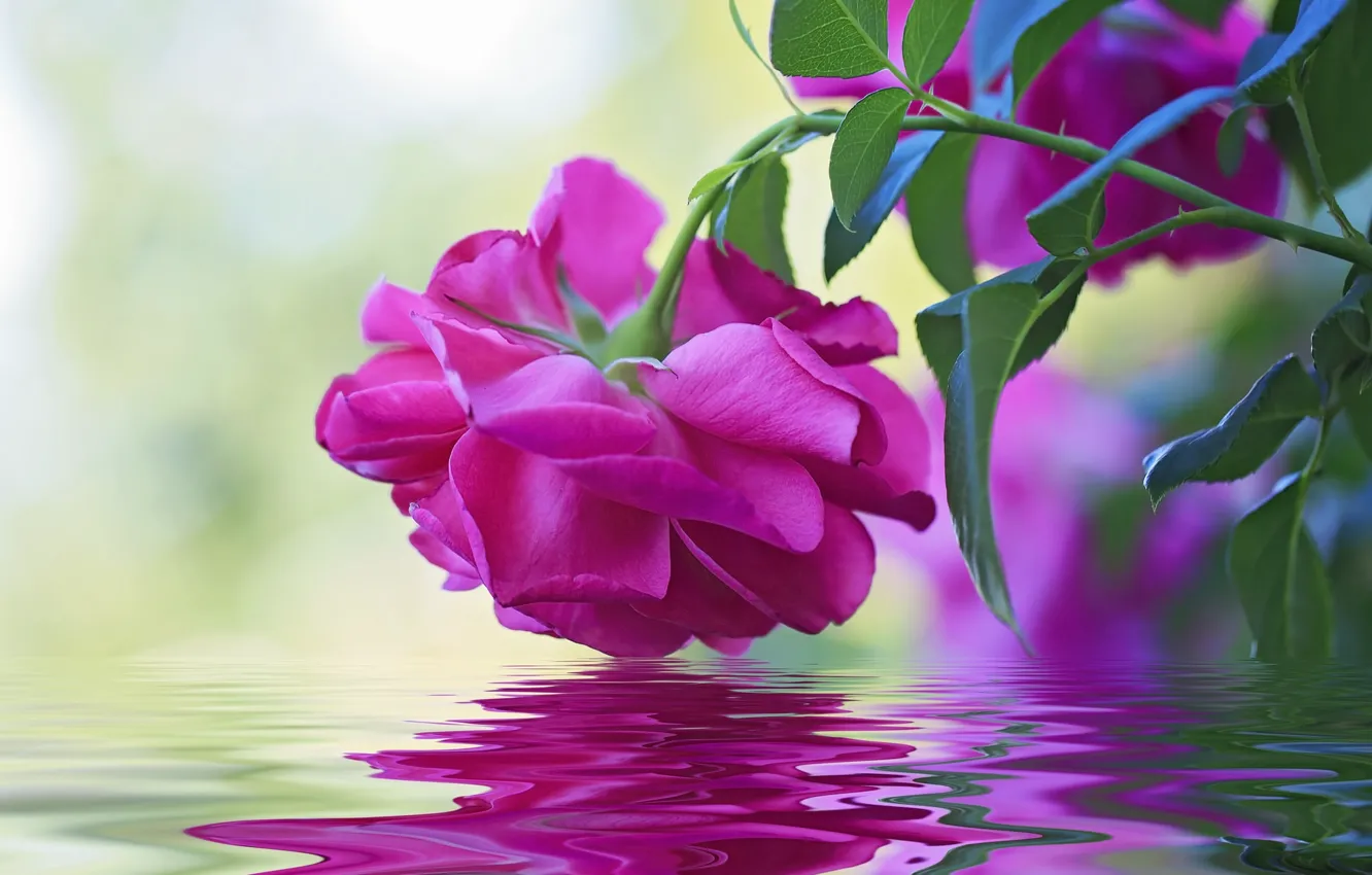 Фото обои вода, макро, отражение, роза, бутон