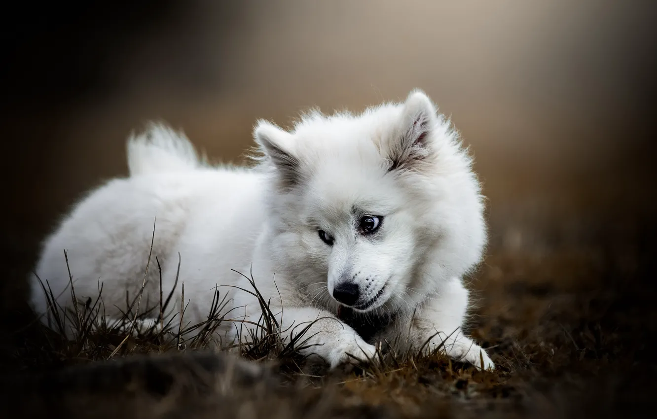 Фото обои белый, трава, взгляд, поза, поляна, собака, щенок, лежит