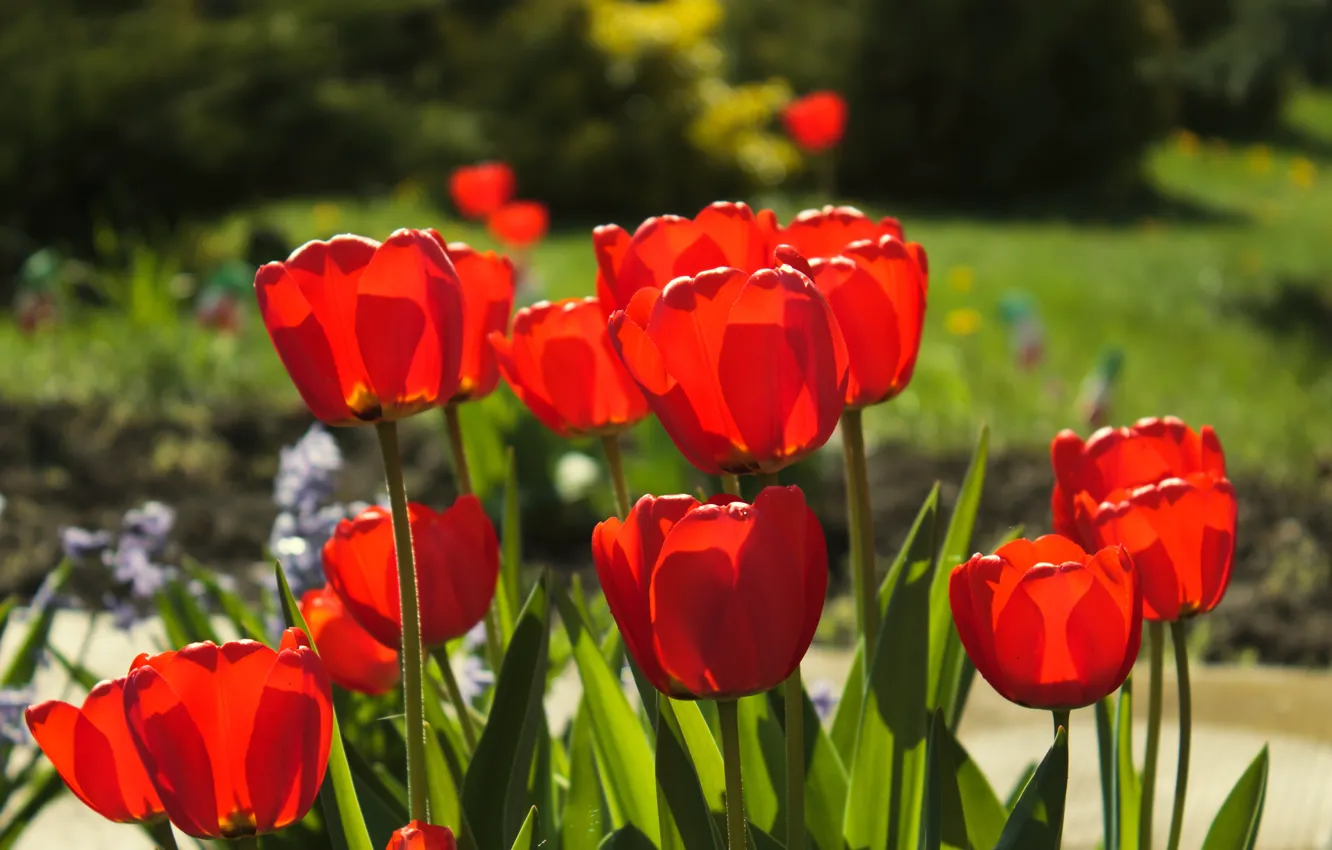 Фото обои Весна, Тюльпаны, Spring, Tulips, Red tulips, Красные тюльпаны
