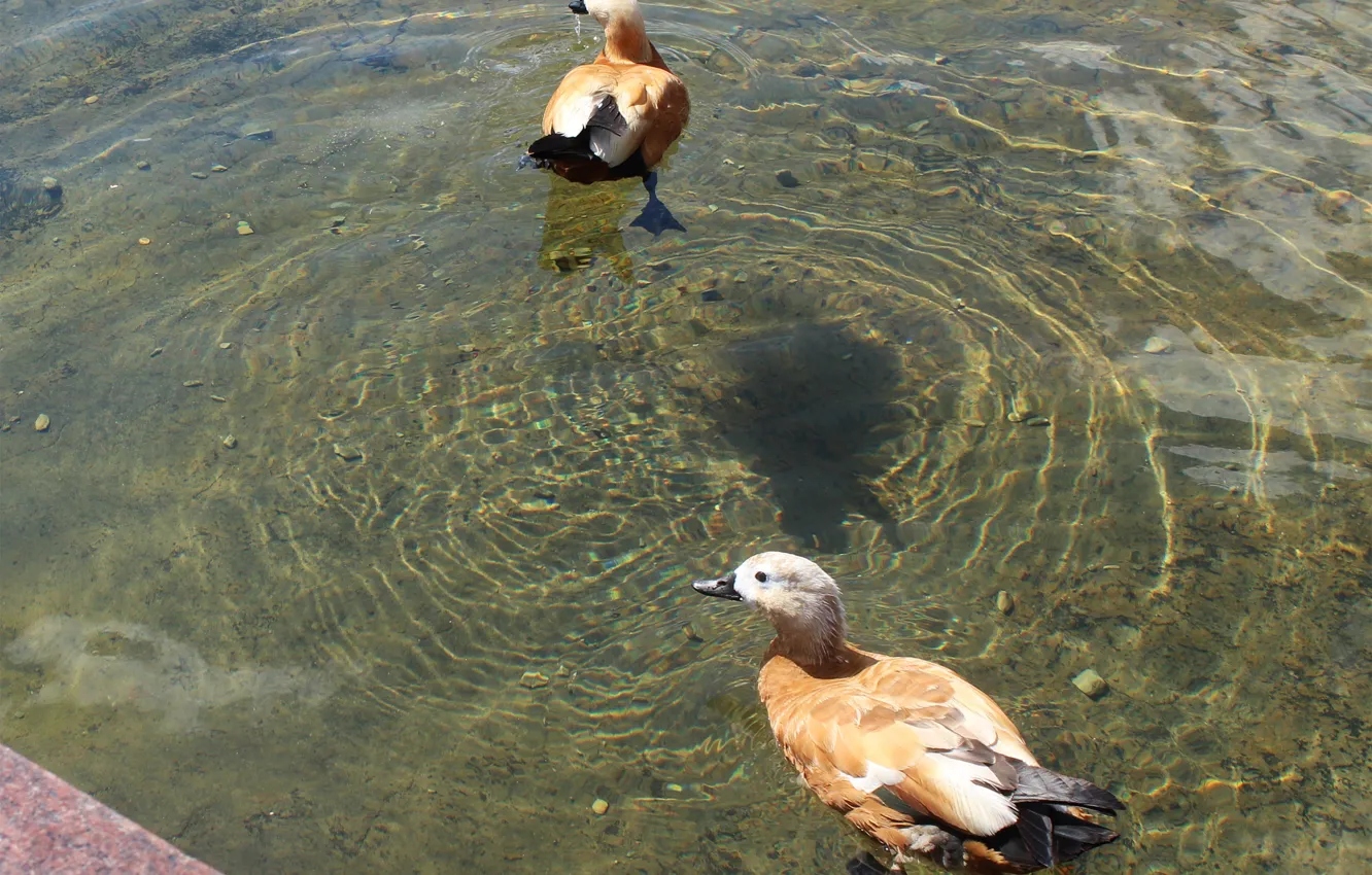 Фото обои вода, пруд, утки