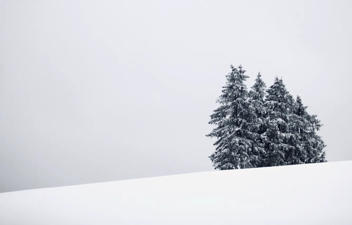 Фото обои зима, снег, ёлки