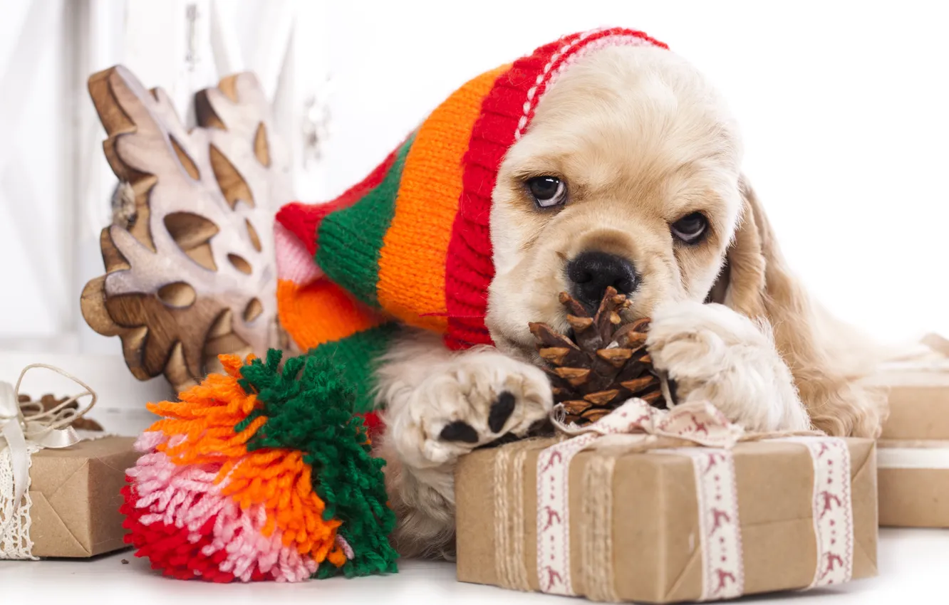 Фото обои шапка, собака, подарки, щенок, шишка, Американский кокер-спаниель