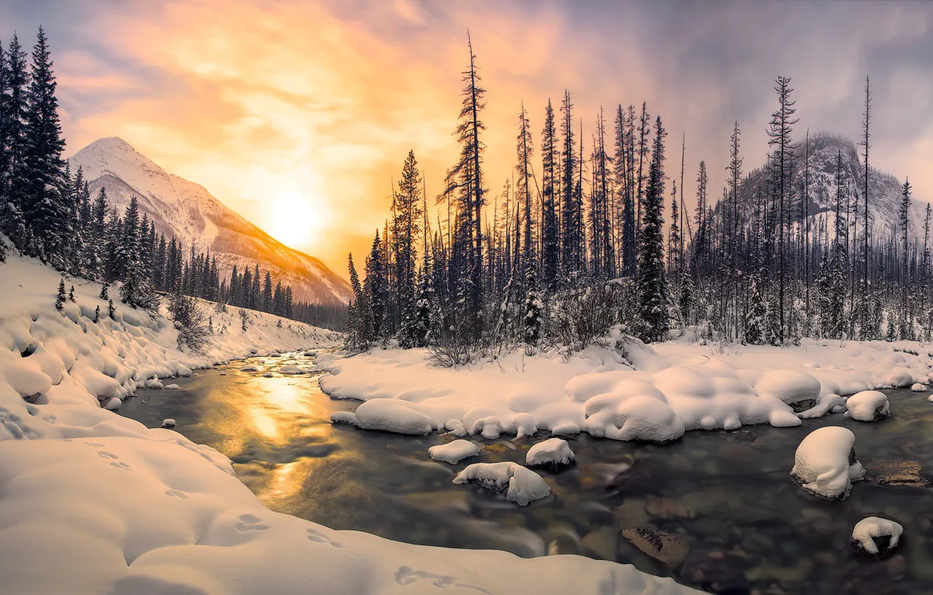 Фото обои зима, лес, солнце, свет, снег, горы, река