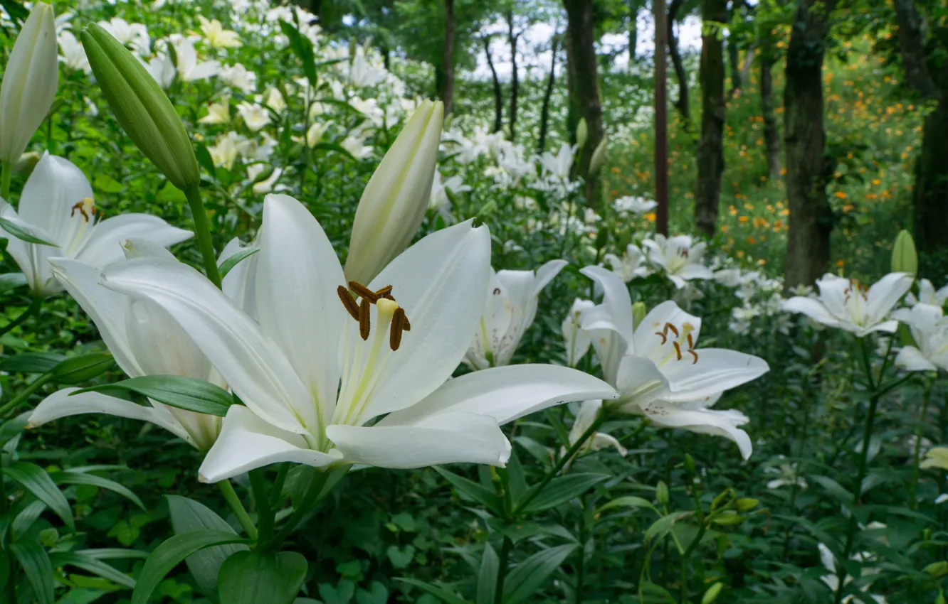 Фото обои цветы, парк, лилии, Япония, Japan, белые, Фукурои, Kasui Lily Garden