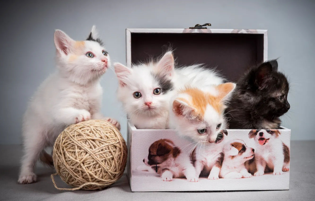 Фото обои клубок, котята, пушистики, box, коробочка, kittens, tangle, pussies