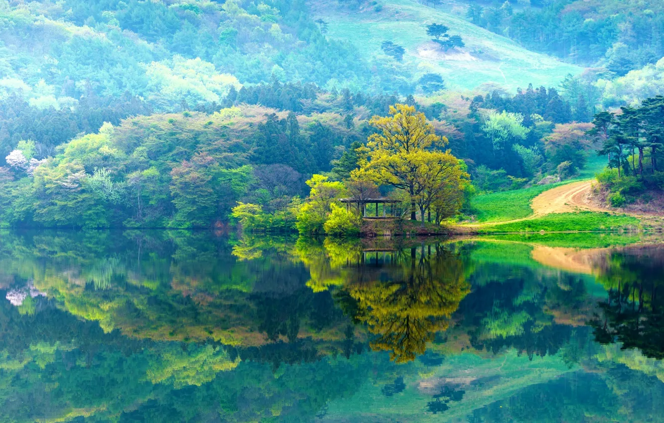 Фото обои grass, forest, lake