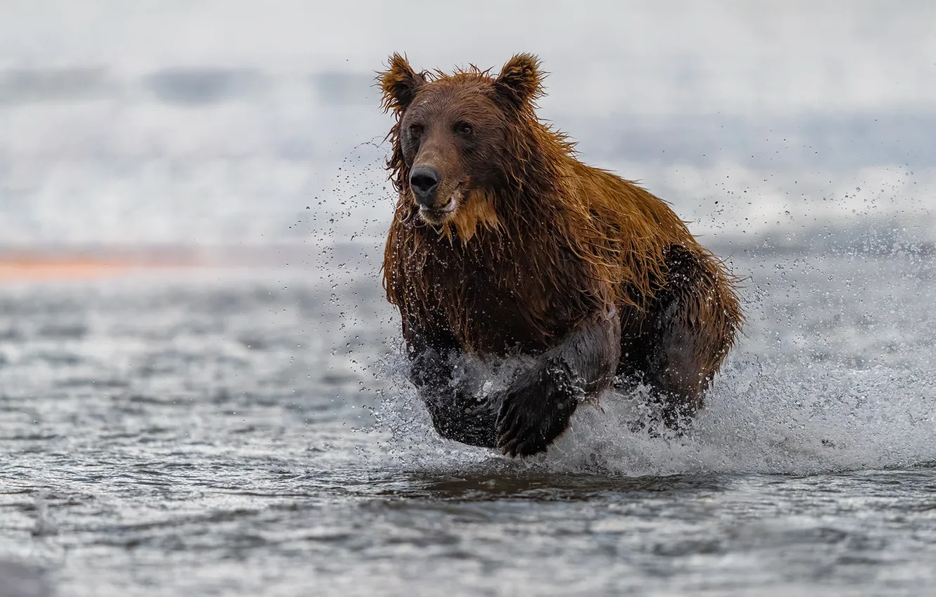 Фото обои вода, брызги, река, медведь, бег, зверь